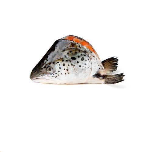 white fish head