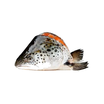 White Fish Head