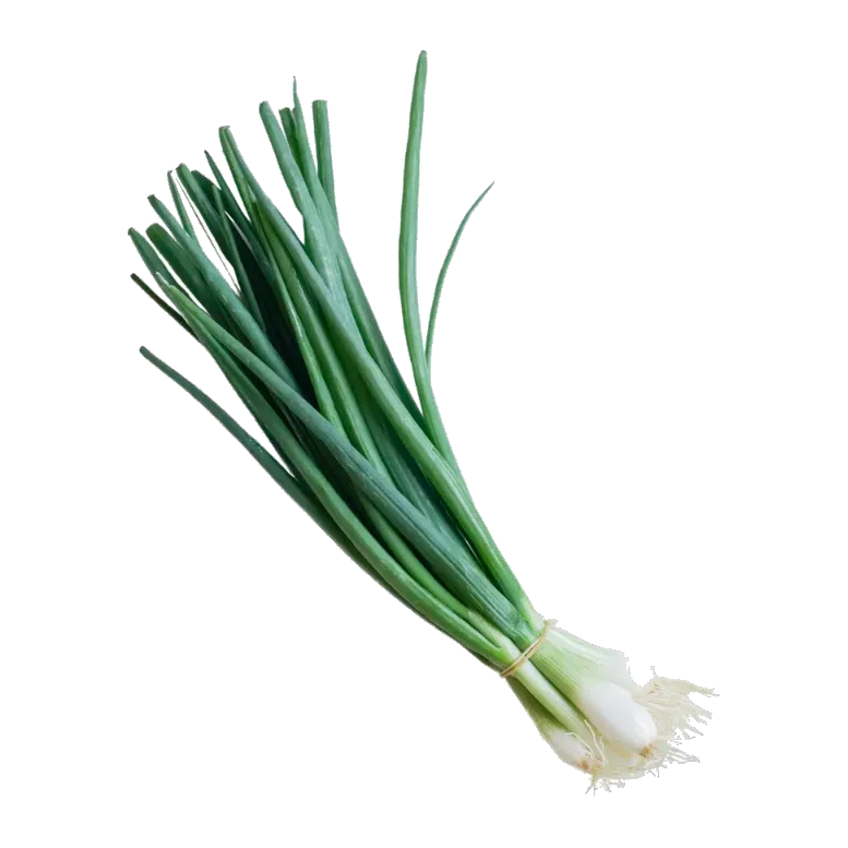 Scallion