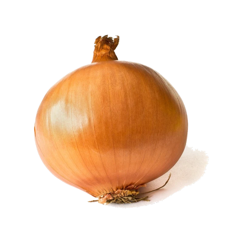 Spanish Onion