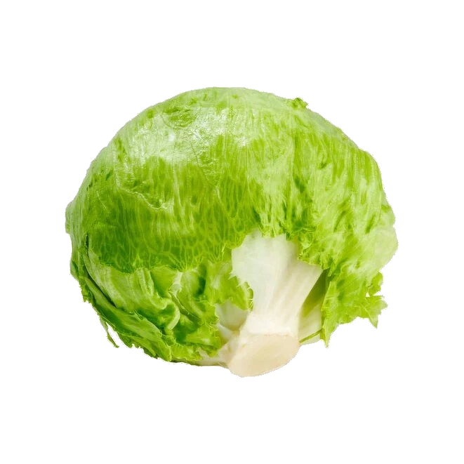 Lettuce Iceberg Cello