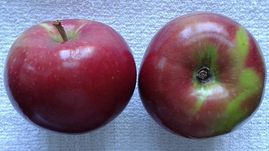 Macintosh