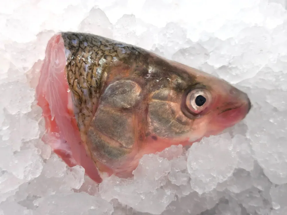 Carp Head Half